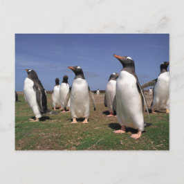 ペンギンに会う ポストカード