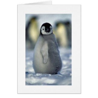 ペンギンのひよこ