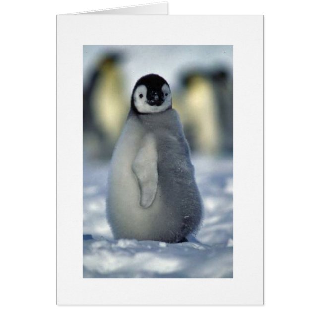 ペンギンのひよこ (正面)