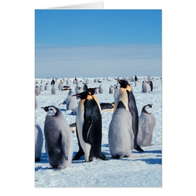 ペンギンの収集 (正面)