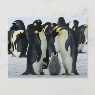 ペンギンの家族用葉書 ポストカード