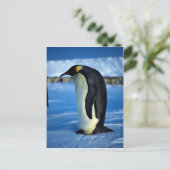 ペンギンの月明かり ポストカード (スタンド正面)