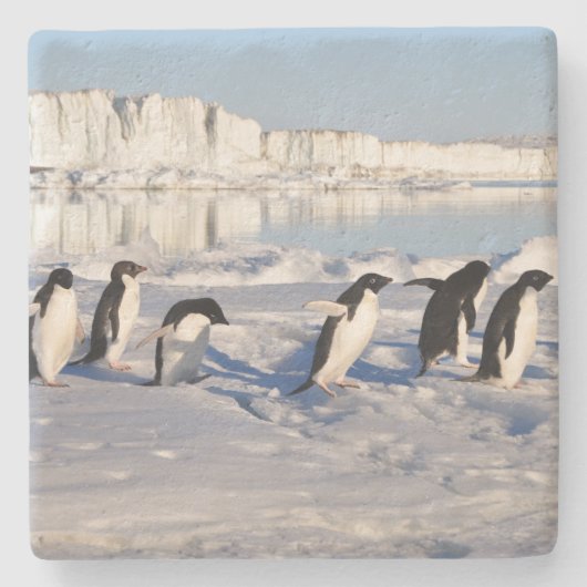 ペンギンの石造りのコースター ストーンコースター (正面)
