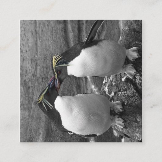 ペンギンの色あい エンクロージャーカード (正面)