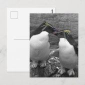 ペンギンの色あい ポストカード (正面/裏面)