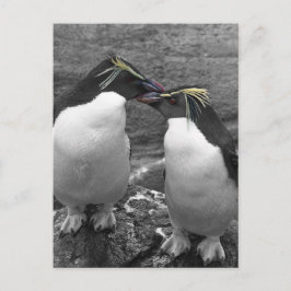 ペンギンの色あい ポストカード