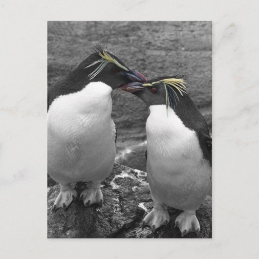 ペンギンの色あい ポストカード (正面)