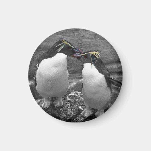 ペンギンの色あい マグネット (正面)
