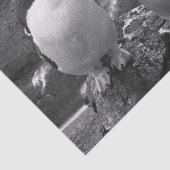 ペンギンの色あい 薄葉紙 (詳細)