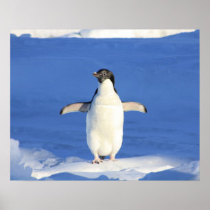 ペンギンの見せびらかし ポスター