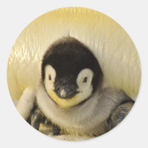 ペンギンの赤ちゃん ラウンドシール