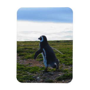 ペンギンの適用範囲が広い磁石 マグネット