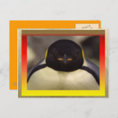 ペンギンはがき ポストカード (正面/裏面)