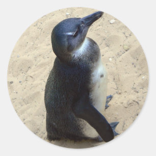 ペンギンを砂に乗せる ラウンドシール