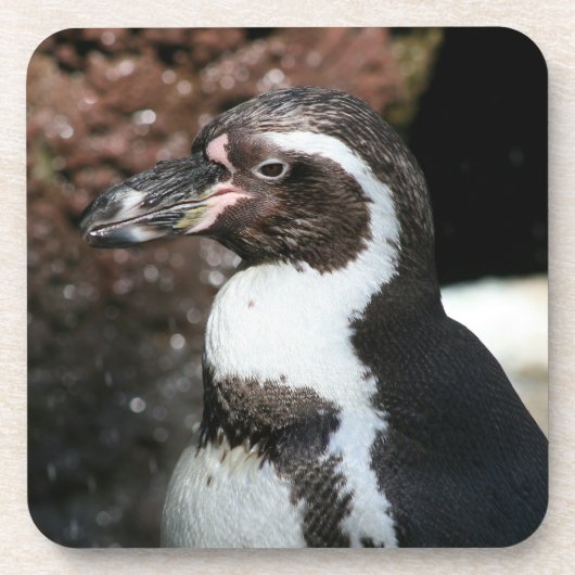 ペンギンコルクコースターセット コースター (正面)