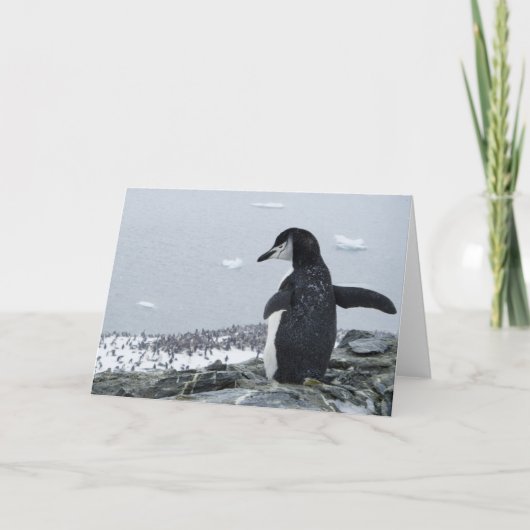 ペンギンジラ カード (正面)