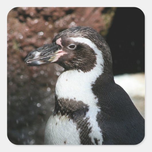 ペンギンステッカー スクエアシール (正面)