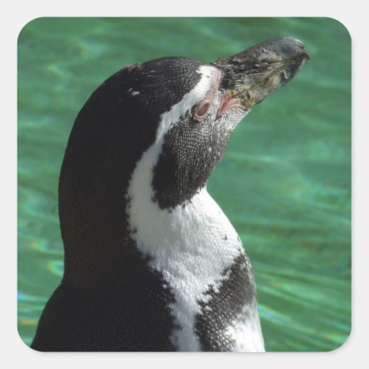 ペンギンステッカー スクエアシール (正面)