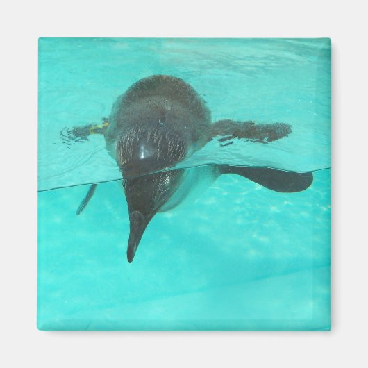 ペンギンダイビング マグネット (正面)