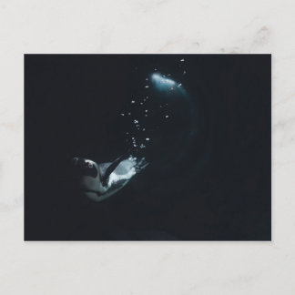 ペンギンダイブ ポストカード