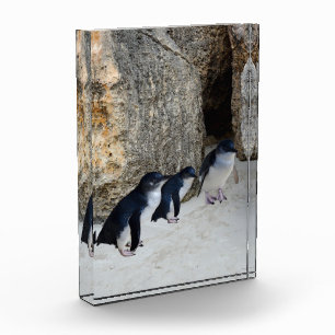 ペンギンビーチハウス フォトブロック