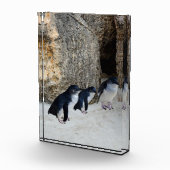 ペンギンビーチハウス フォトブロック (右)