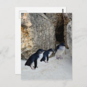 ペンギンビーチハウス, ポストカード (正面/裏面)