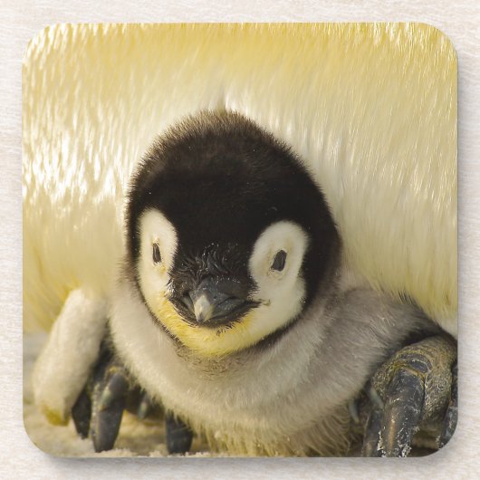 ペンギンベビー コースター (正面)