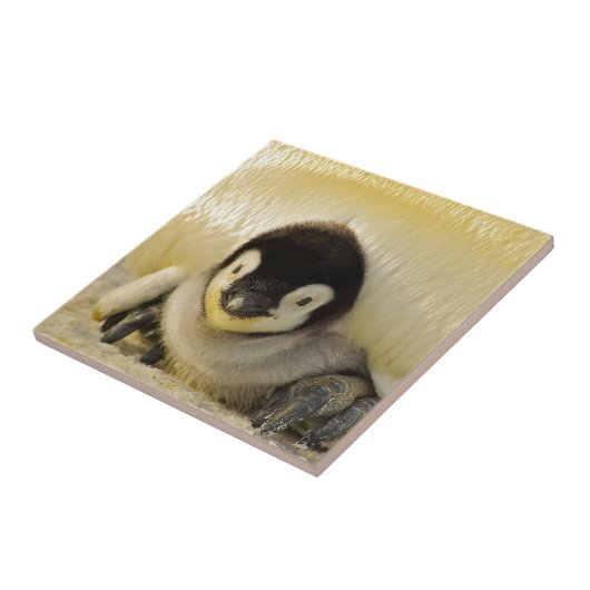 ペンギンベビー タイル (側面)