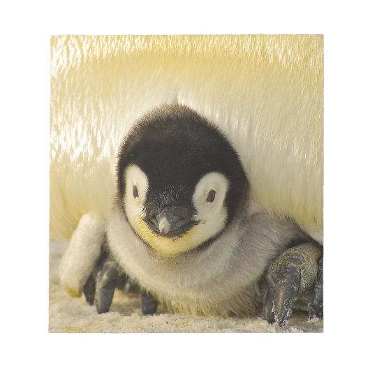 ペンギンベビー ノートパッド (正面)