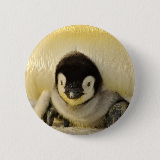ペンギンベビー 缶バッジ (正面)