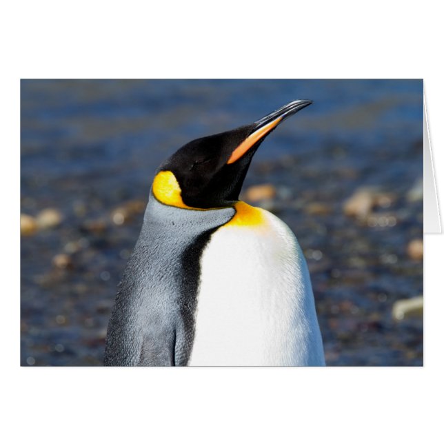 ペンギンポートレート (正面横)
