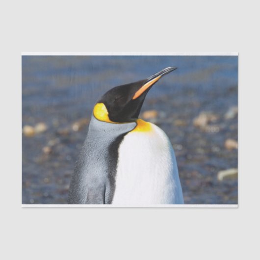 ペンギンポートレート 薄葉紙 (正面)