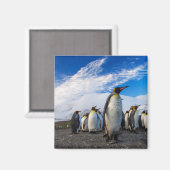 ペンギンマーチングブルースカイ マグネット (正面/裏面)