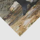 ペンギン会議ティッシュペーパー 薄葉紙 (詳細)