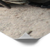 ペンギン写真ポスター2枚 ポスター (角)