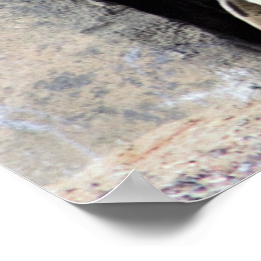 ペンギン写真 ポスター (角)