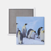 ペンギン南極 マグネット (正面/裏面)