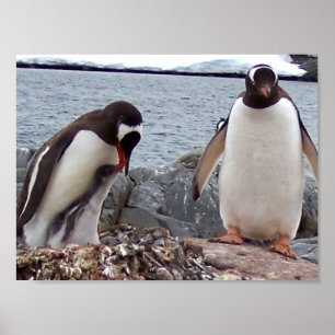 ペンギン家族のポートレート ポスター