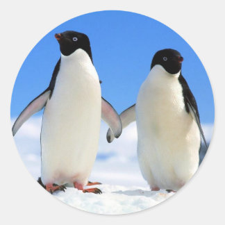 ペンギン対 ラウンドシール