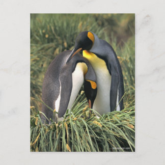 ペンギン愛好家 ポストカード