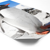 ペンギン接写 フォトプリント            (角)