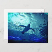 ペンギン水泳葉書 ポストカード (正面/裏面)
