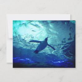 ペンギン水泳葉書 ポストカード