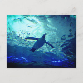 ペンギン水泳葉書 ポストカード
