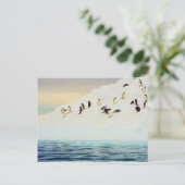ペンギン氷上はがき ポストカード (スタンド正面)