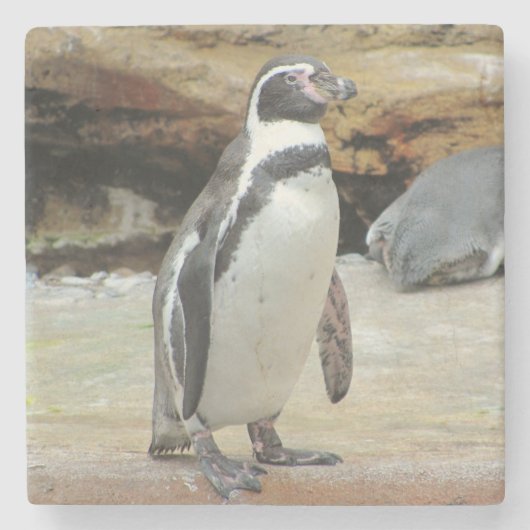 ペンギン独り立ち ストーンコースター (正面)