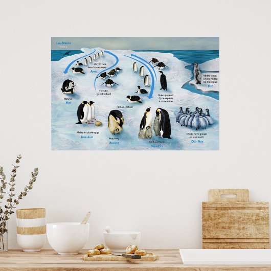 ペンギン皇帝のライフサイクル図 ポスター (キッチン)