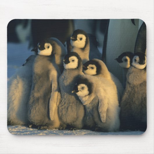 ペンギン皇帝は、アプテノディテスのクリッシュで雛を見る マウスパッド (正面)