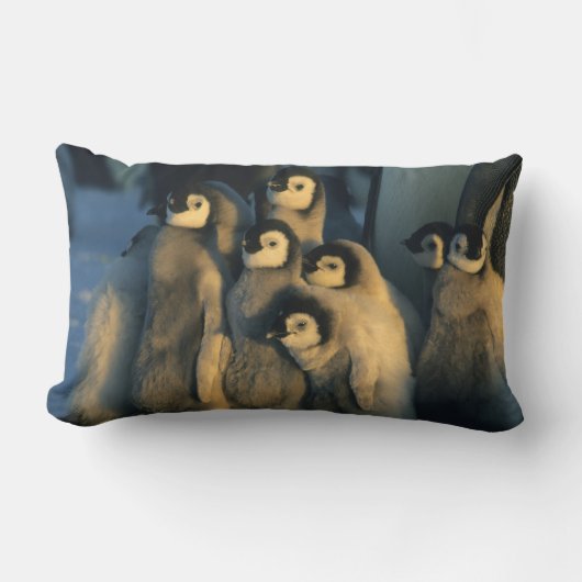 ペンギン皇帝は、アプテノディテスのクリッシュで雛を見る ランバークッション (正面)